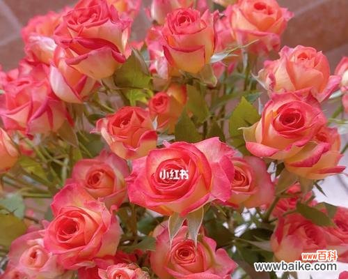 送爱丽丝玫瑰花的寓意是什么？爱丽丝玫瑰花的寓意有哪些含义？