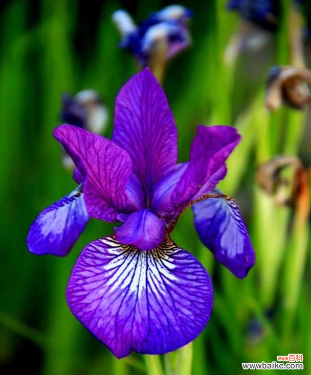 紫色彼岸花象征着什么？它的花语有哪些？