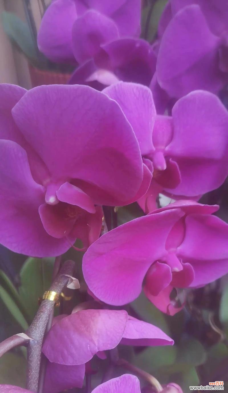 紫色彼岸花象征着什么？它的花语有哪些？