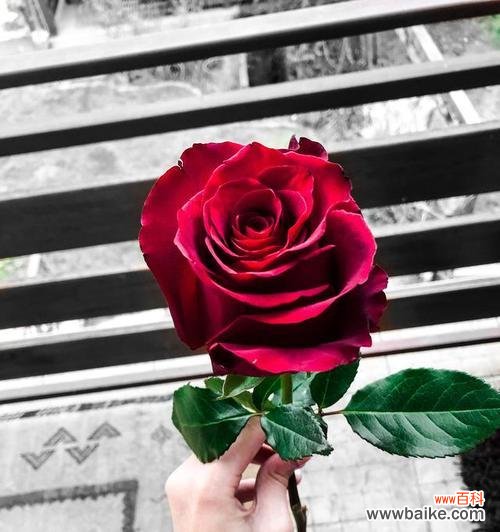 女人送玫瑰花暗示的含义是什么？