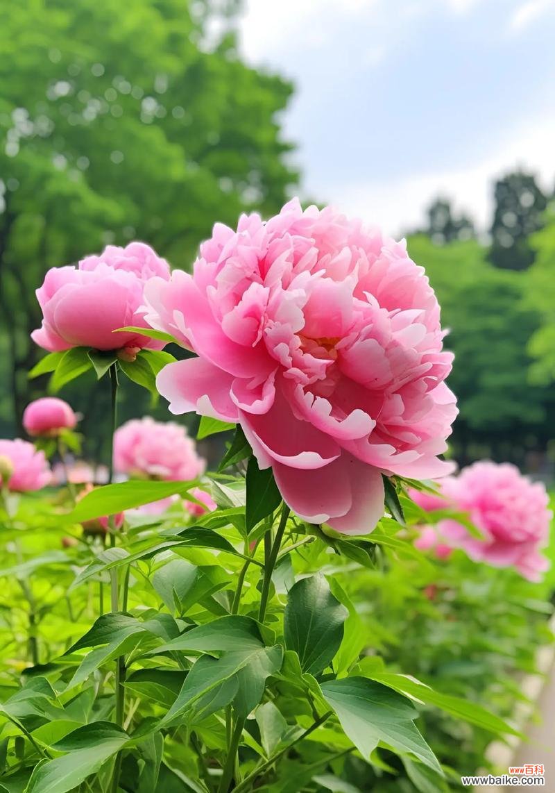 牡丹花盛开的寓意是什么？它代表了什么？