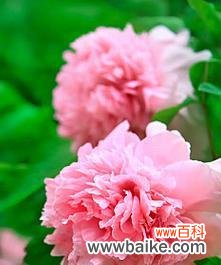 牡丹花盛开的寓意是什么？它代表了什么？