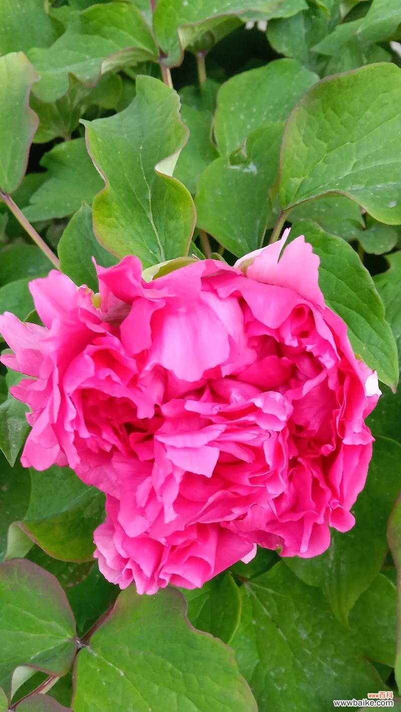 牡丹花盛开的寓意是什么？它代表了什么？