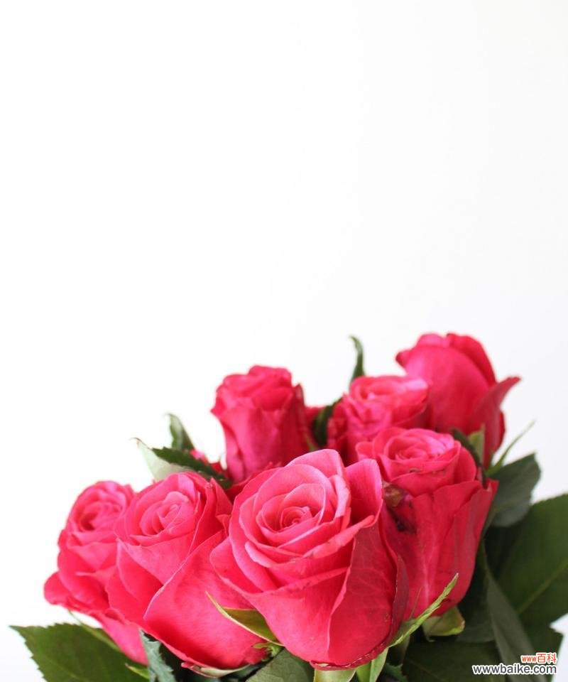 玫瑰花几朵代表什么意思？不同数量的玫瑰花有何含义？