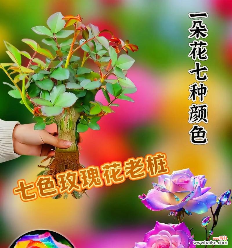 玫瑰花几朵代表什么意思？不同数量的玫瑰花有何含义？