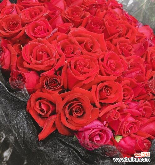 解读不同数量玫瑰花的含义与象征 玫瑰花的寓意及象征意义