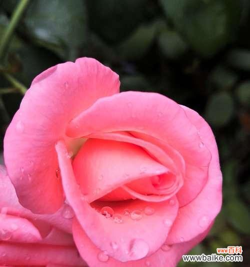 探寻玫瑰花的美丽之谜 玫瑰花的象征意义及文化内涵