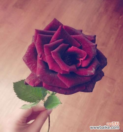 解读玫瑰花数量的深意 花语之谜