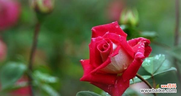 美丽花开 月季花的花语和寓意