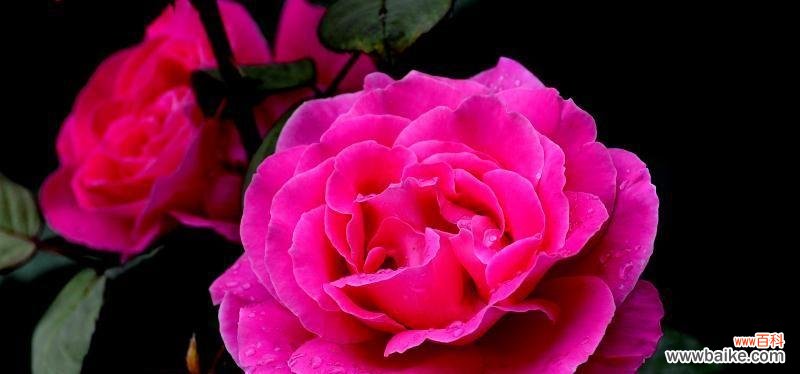 探寻月季花的隐含情感和象征意义 月季花的花语及其意义解析