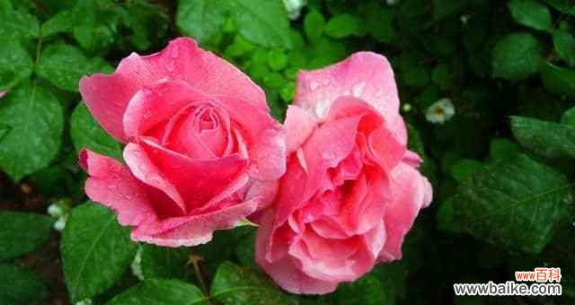 解读月季花背后的15种不同花语 月季花的花语与意义