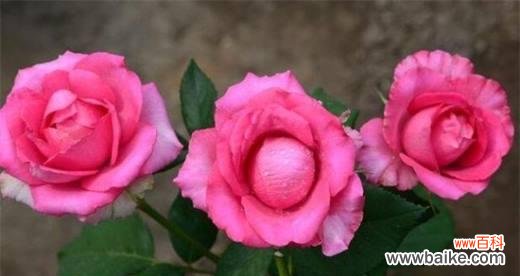 探秘月季花的深意与寓意 月季花语