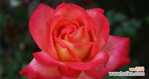 探索月季花的花语及其隐藏的含义 月季花语的寓意与象征