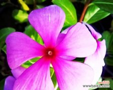 传递希望和坚持的花朵 长春花花语的深意