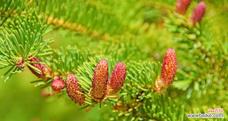 探寻云杉的象征意义以及如何正确养殖 云杉的寓意和养殖方法