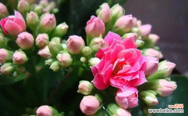 长寿花的秘密和象征意义 长寿花花语的寓意与祝福