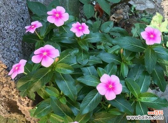 激励人们勇敢追求自由的长春花开放之美 长春花