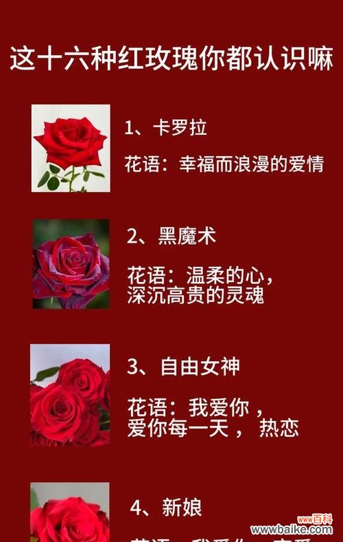 13朵红玫瑰代表了什么?