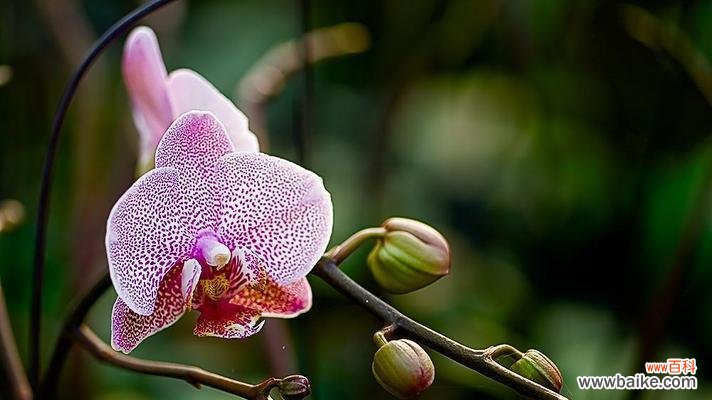 小粉蝶蝴蝶兰的花语是什么？它代表了什么？