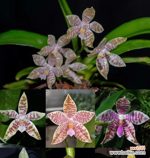 小粉蝶蝴蝶兰的花语是什么？它代表了什么？