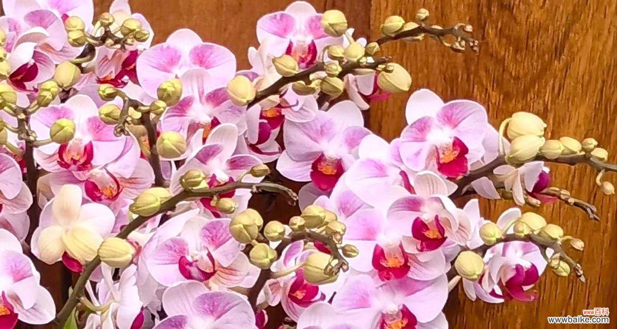 小粉蝶蝴蝶兰的花语是什么？它代表了什么？