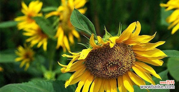 喜欢遮阳的花语和寓意是什么?它代表了哪些情感?