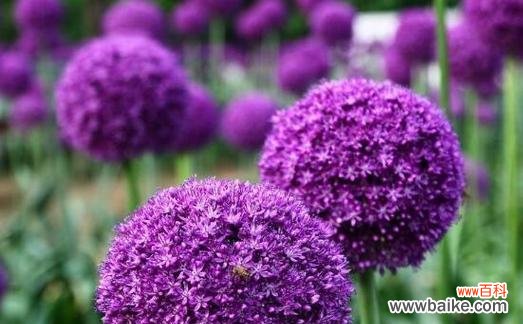 探索紫色花卉的奇妙世界 紫色花朵的美丽与花语