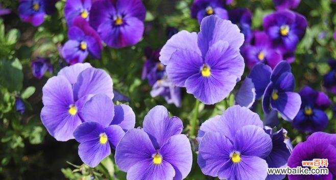 探索紫色花卉的神秘象征 紫色花卉的花语与意义