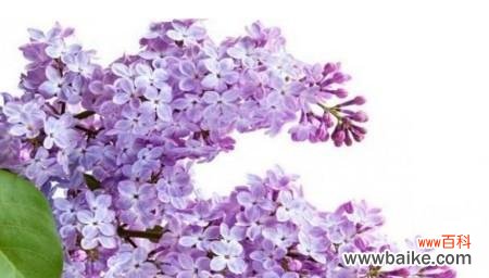 传递幸福与祝福的花朵 紫色丁香花语的意义及传承