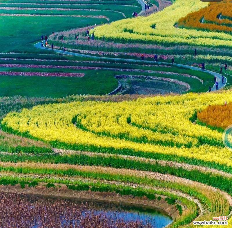 油菜花的花语是什么？福果油菜花有何特别含义？