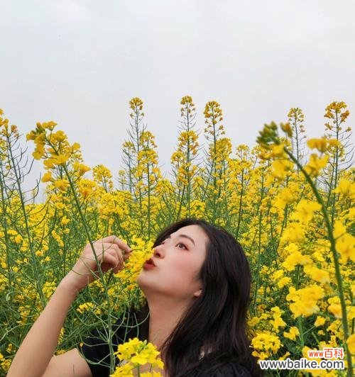 油菜花的花语是什么？福果油菜花有何特别含义？