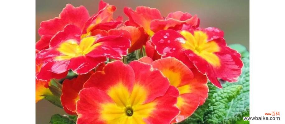 报春玫瑰的花语寓意是什么？它象征着什么？