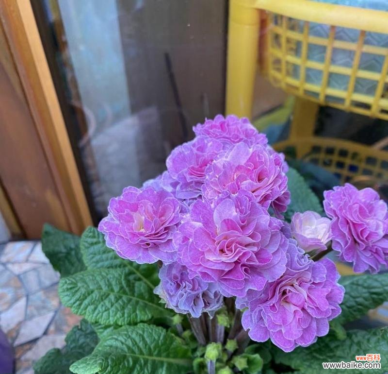 报春玫瑰的花语寓意是什么？它象征着什么？