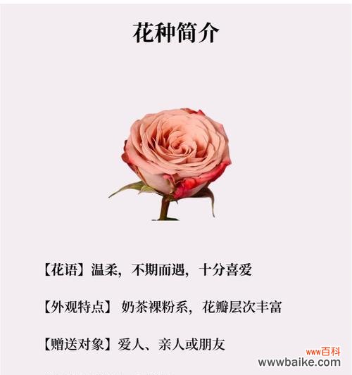 见面时送花的花语代表什么？
