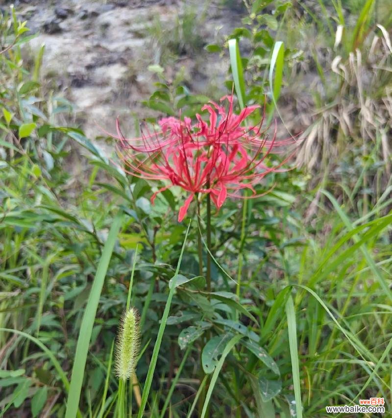 “我独美”的花语有哪些含义?