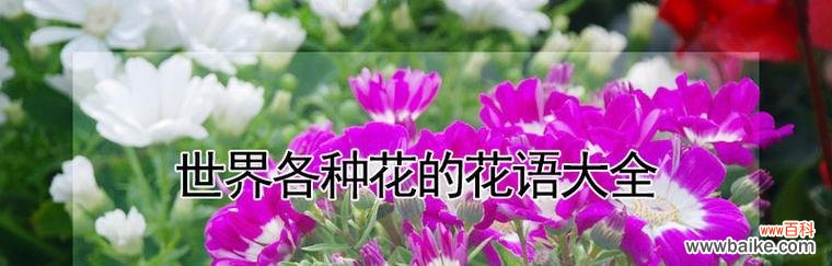 花的外观与花语之间有关系吗？它们分别代表什么？