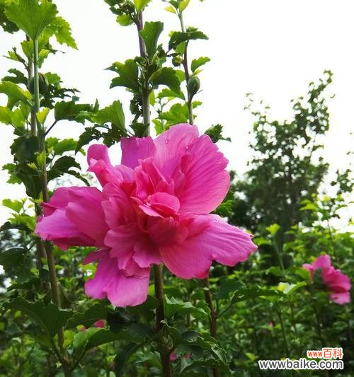 探索木槿花的美丽与深意 木槿花的花语和象征意义