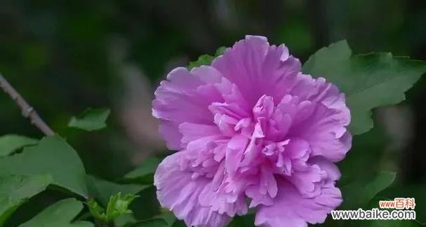 探寻木槿花的神秘内涵与文化象征 木槿花的寓意及象征意义