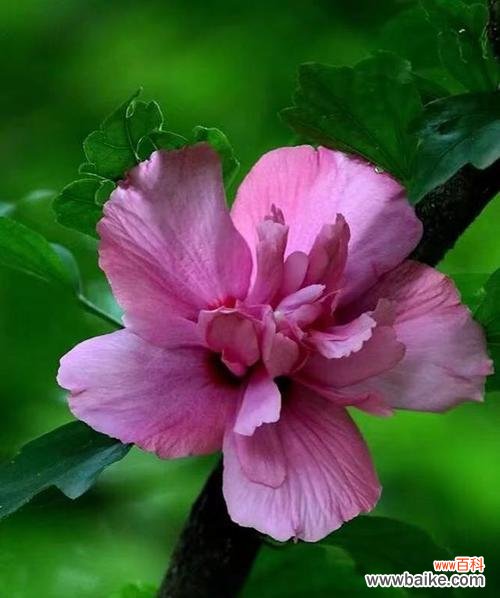 探寻木槿花的神秘内涵与文化象征 木槿花的寓意及象征意义