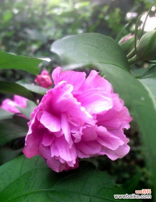 探寻木槿花的花语与寓意,品味自由与坚韧的象征 木槿花