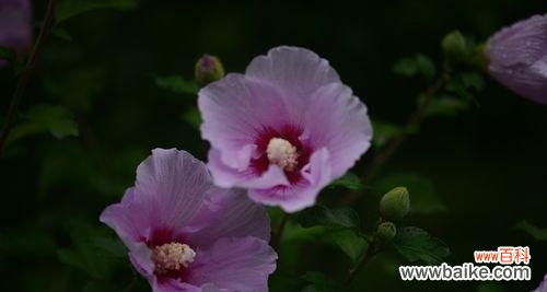 木槿花的花语及象征意义 木槿花花语