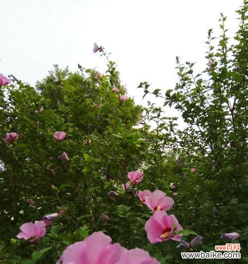 木槿花的花语及象征意义 木槿花花语