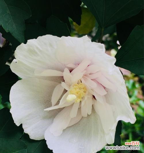 木槿花的花语及象征意义 木槿花花语