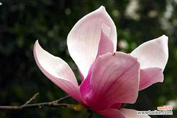 探索木兰花的神秘之美与健康奇效 木兰花的花语与药用价值