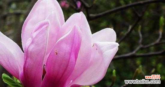 探索木兰花的神秘之美与健康奇效 木兰花的花语与药用价值