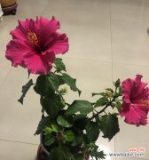 以木槿寓意的深远内涵，传达人生哲理 木槿花盛开，象征着坚强与美丽