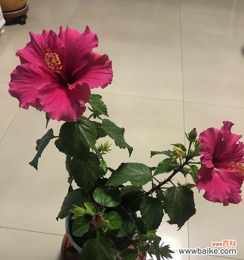 以木槿寓意的深远内涵,传达人生哲理 木槿花盛开,象征着坚强与美丽