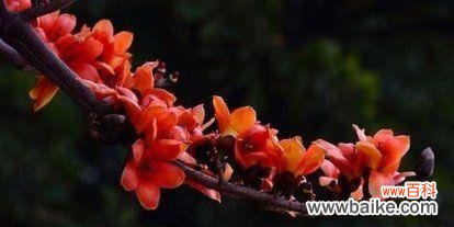 探寻广州市花木棉花所代表的花语与寓意 广州市花木棉花的花语与寓意