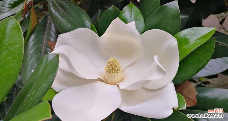 木兰花花语是什么?木兰花的美丽与坚强 木兰花——坚韧不拔的勇气