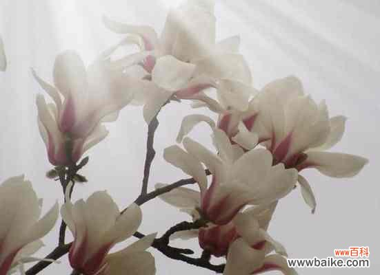 木兰花花语是什么?木兰花的美丽与坚强 木兰花——坚韧不拔的勇气